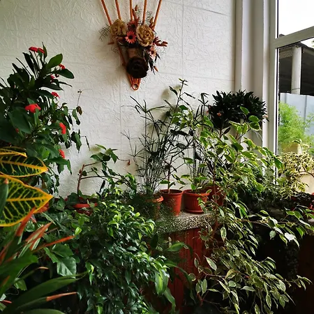 Vylchev בית אירוח